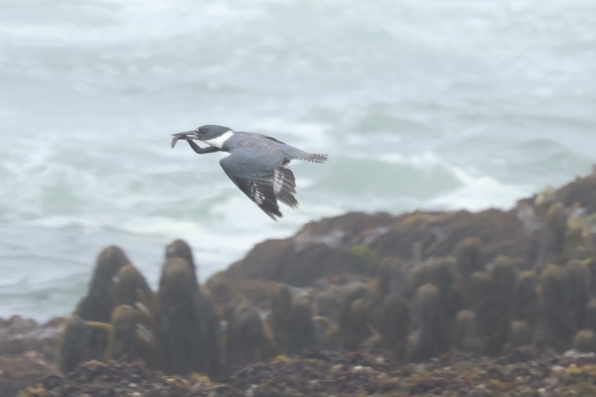 Belted Kingfisher - ML636804994