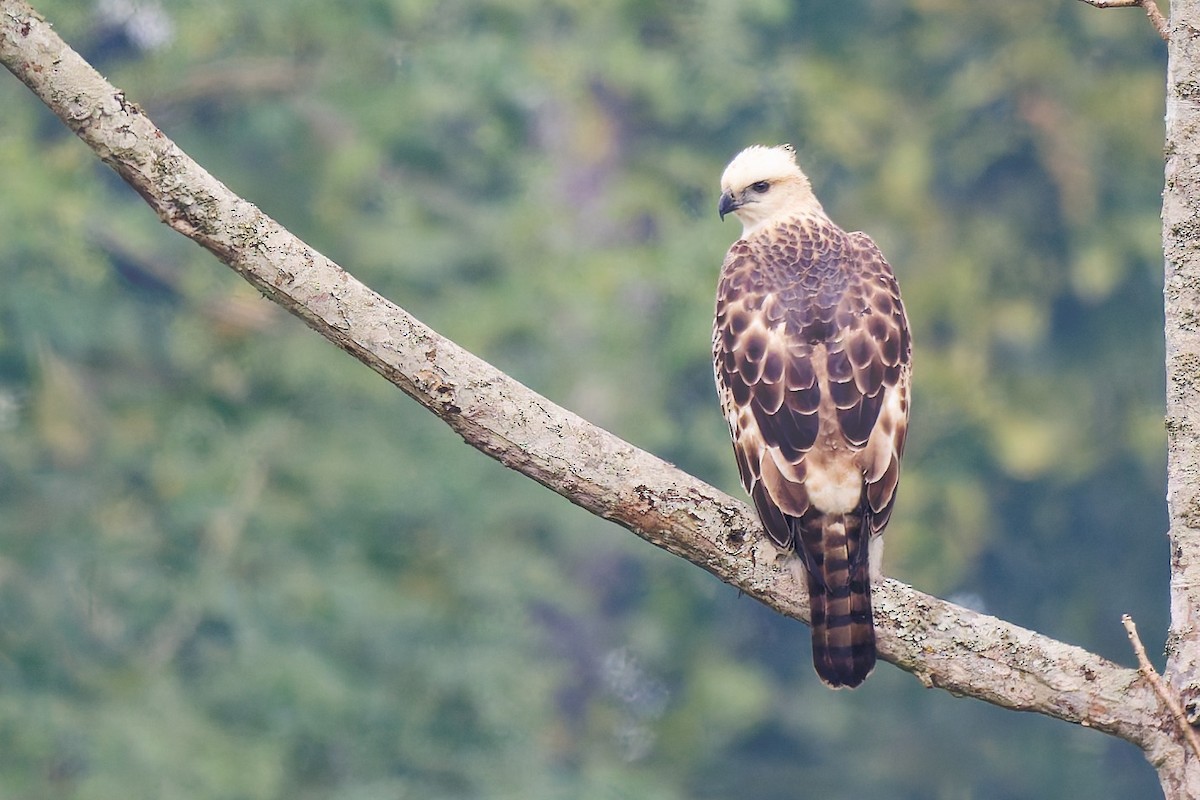 Changeable Hawk-Eagle - ML636805060