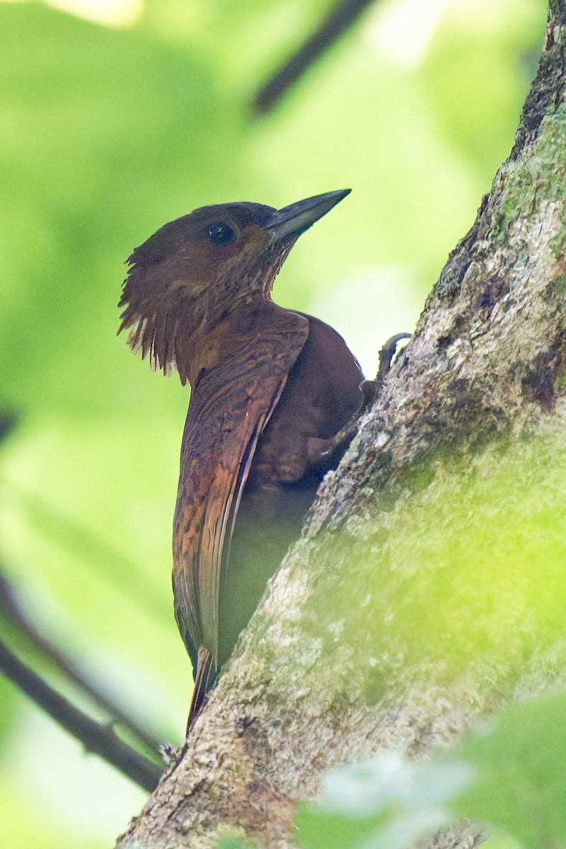 Rufous Woodpecker - ML636805068