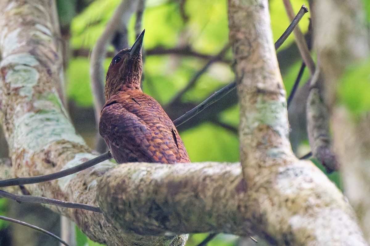 Rufous Woodpecker - ML636805069