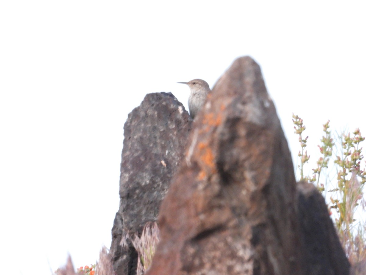 Rock Wren - ML636805072