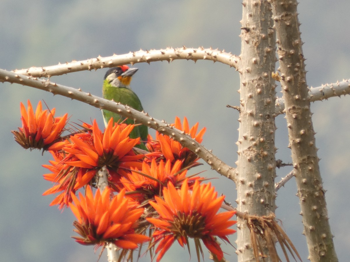 Golden-throated Barbet - ML636805114