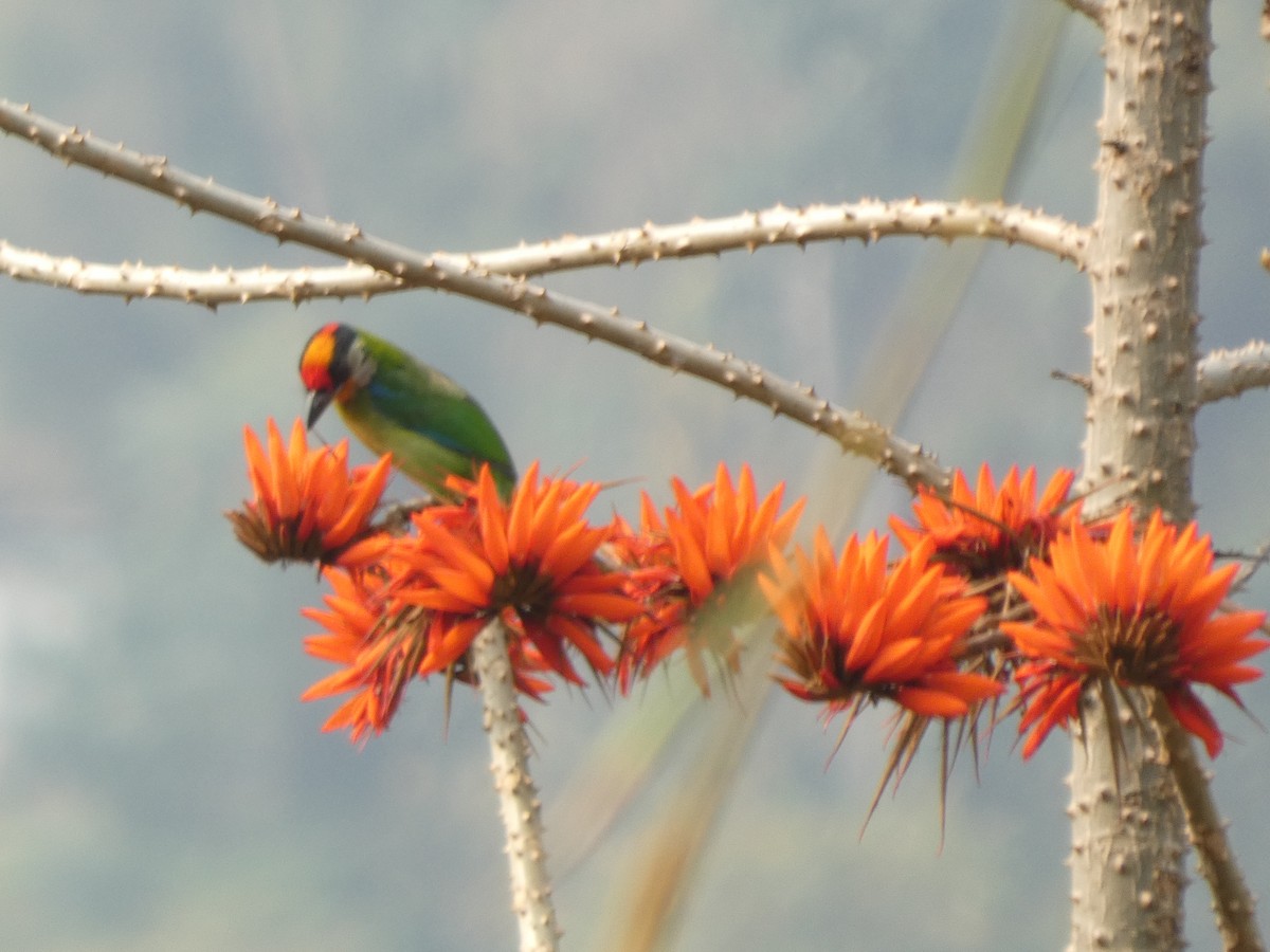 Golden-throated Barbet - ML636805116