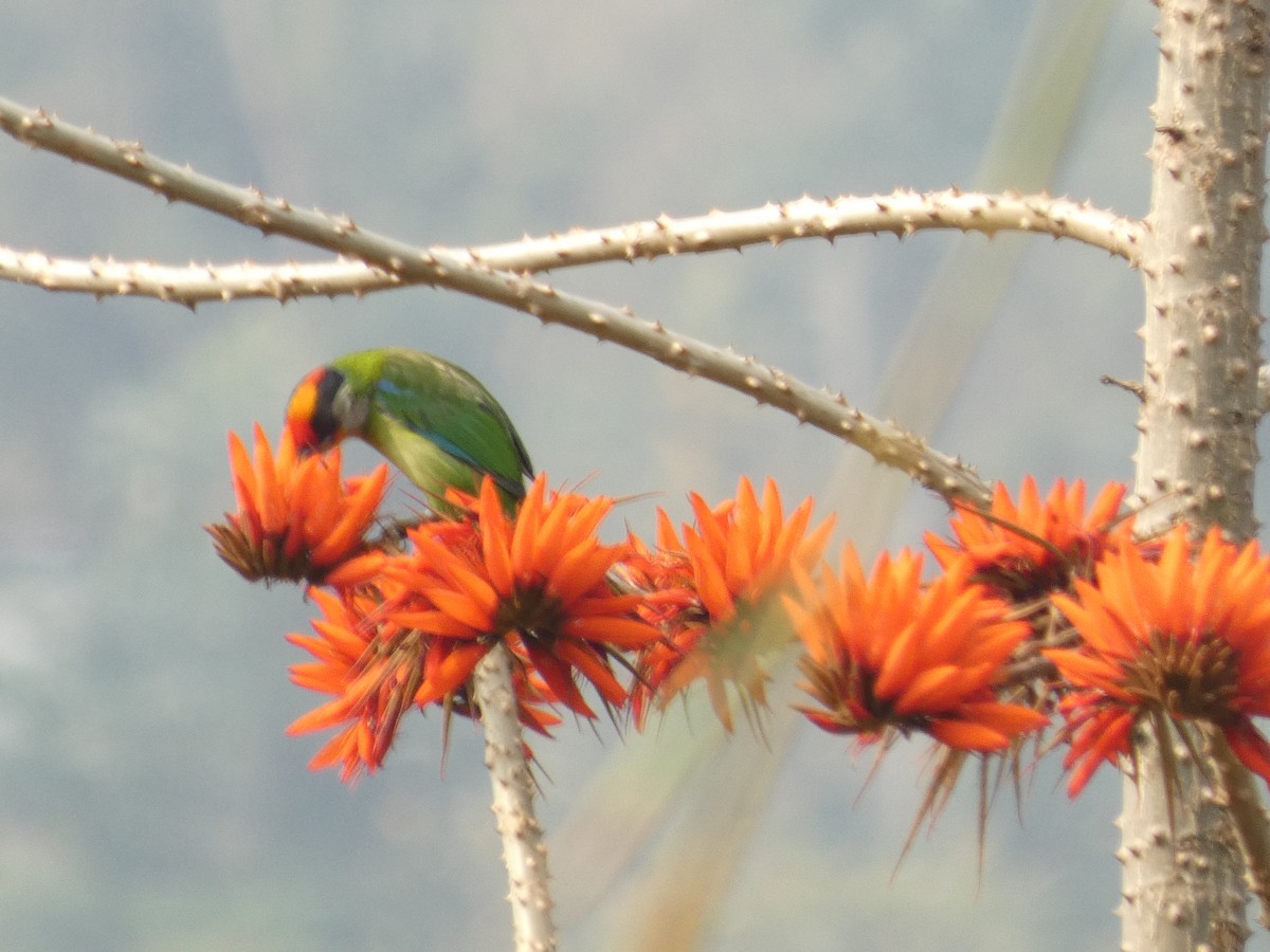 Golden-throated Barbet - ML636805117