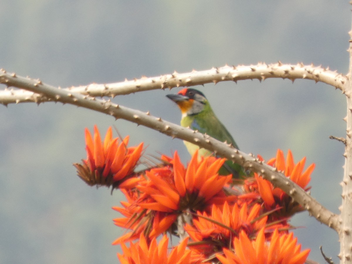 Golden-throated Barbet - ML636805147
