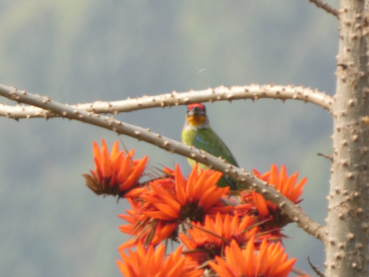 Golden-throated Barbet - ML636805151