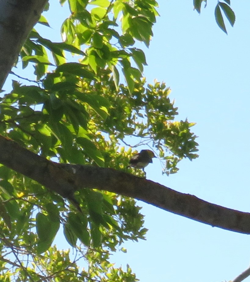 Hermit Warbler - ML636805203