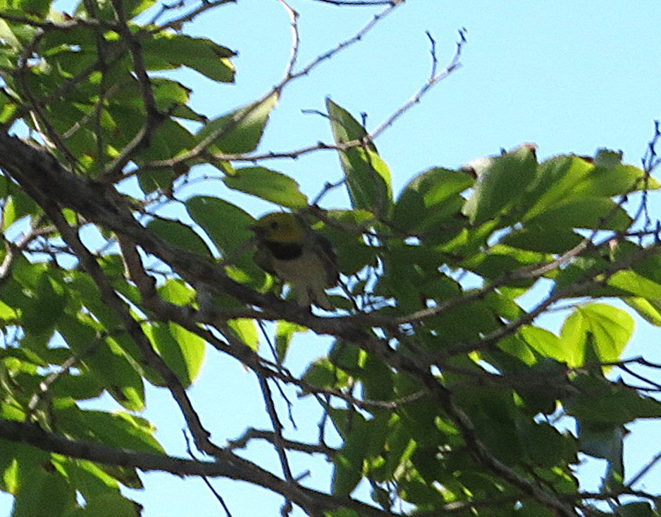 Hermit Warbler - ML636805222