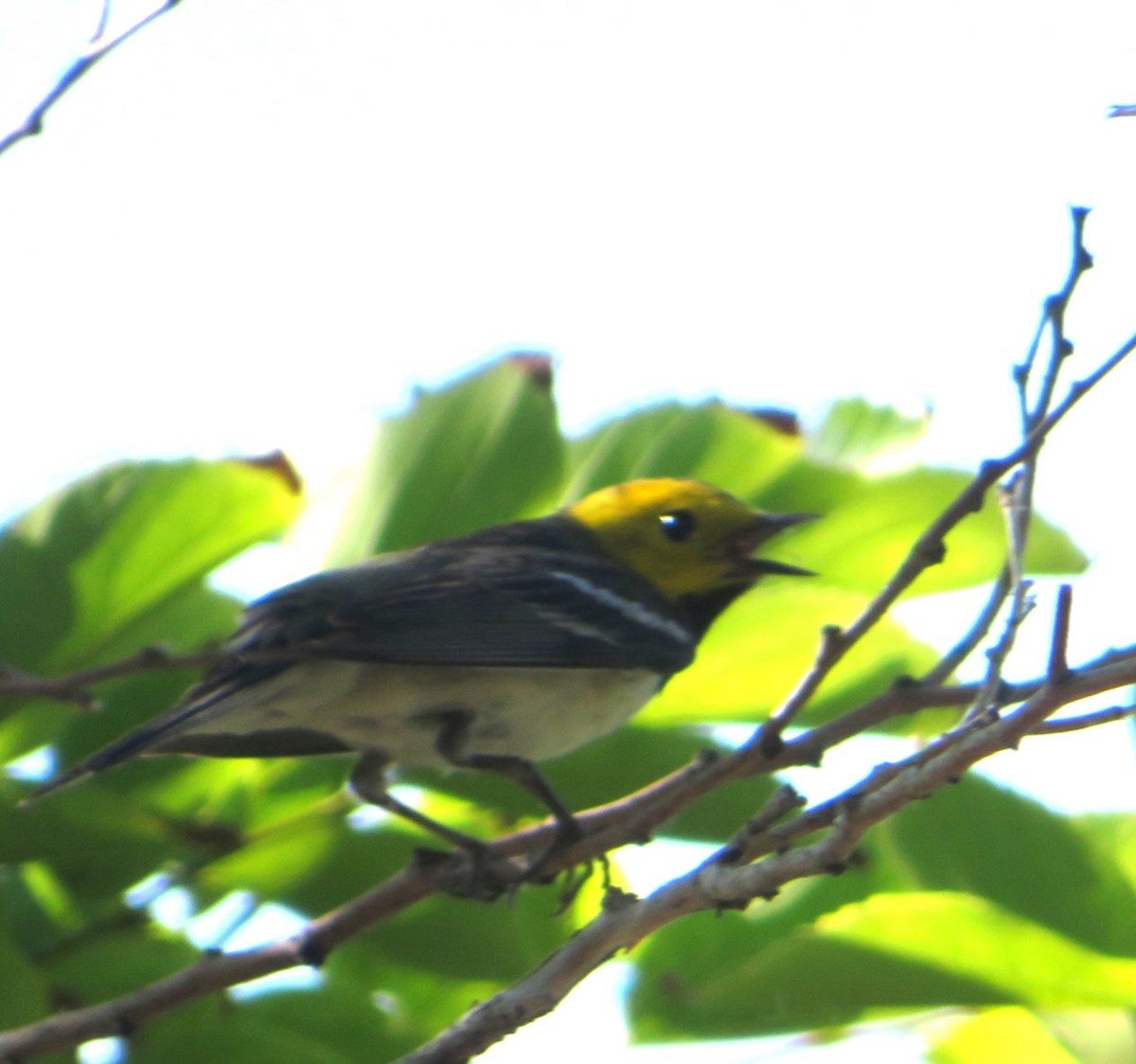 Hermit Warbler - ML636805236