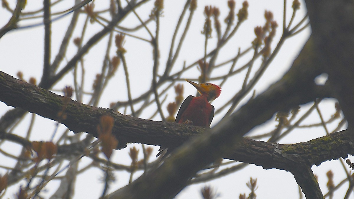 Orange-backed Woodpecker - ML636805402