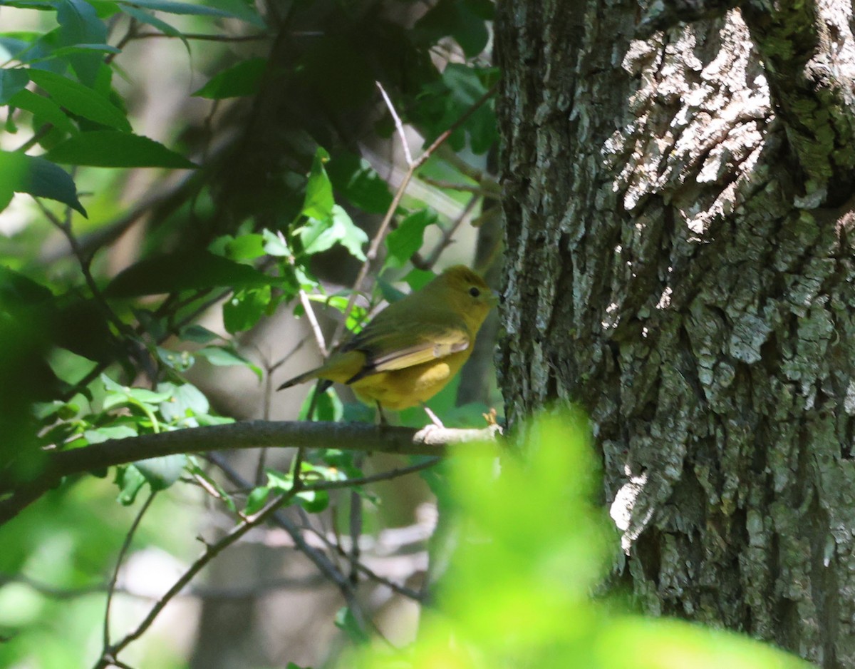 Summer Tanager - ML636805403