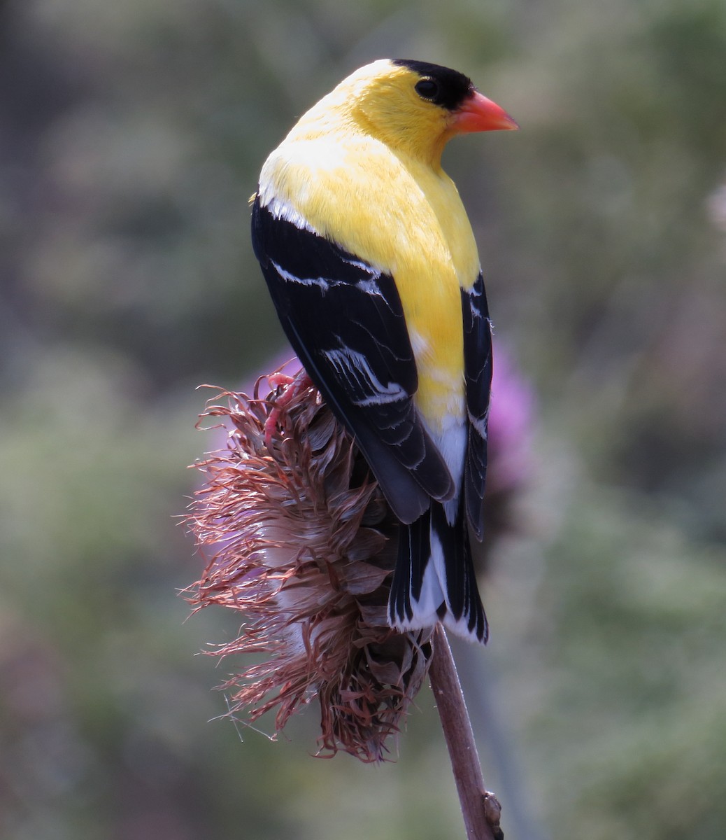 American Goldfinch - ML63680541