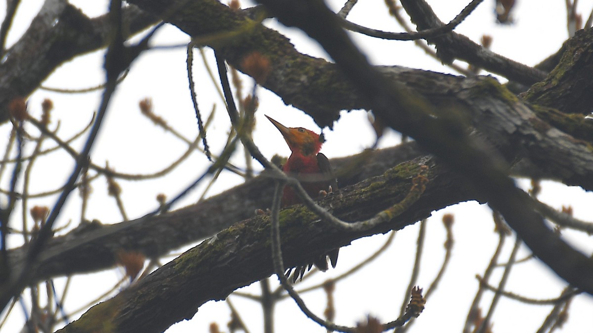 Orange-backed Woodpecker - ML636805412
