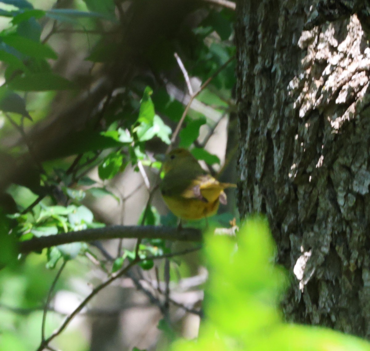 Summer Tanager - ML636805413