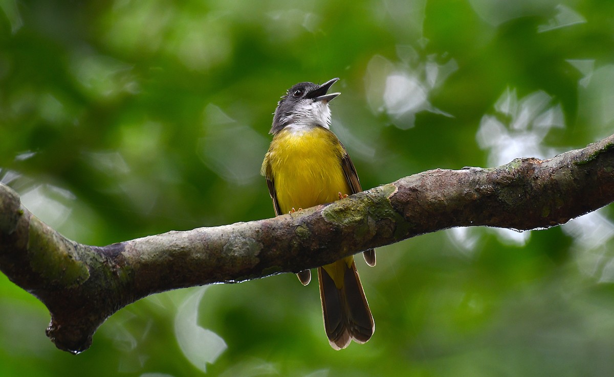 Yellow-bellied Bulbul - ML636805440
