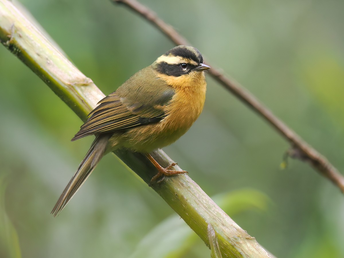  - Three-striped Hemispingus