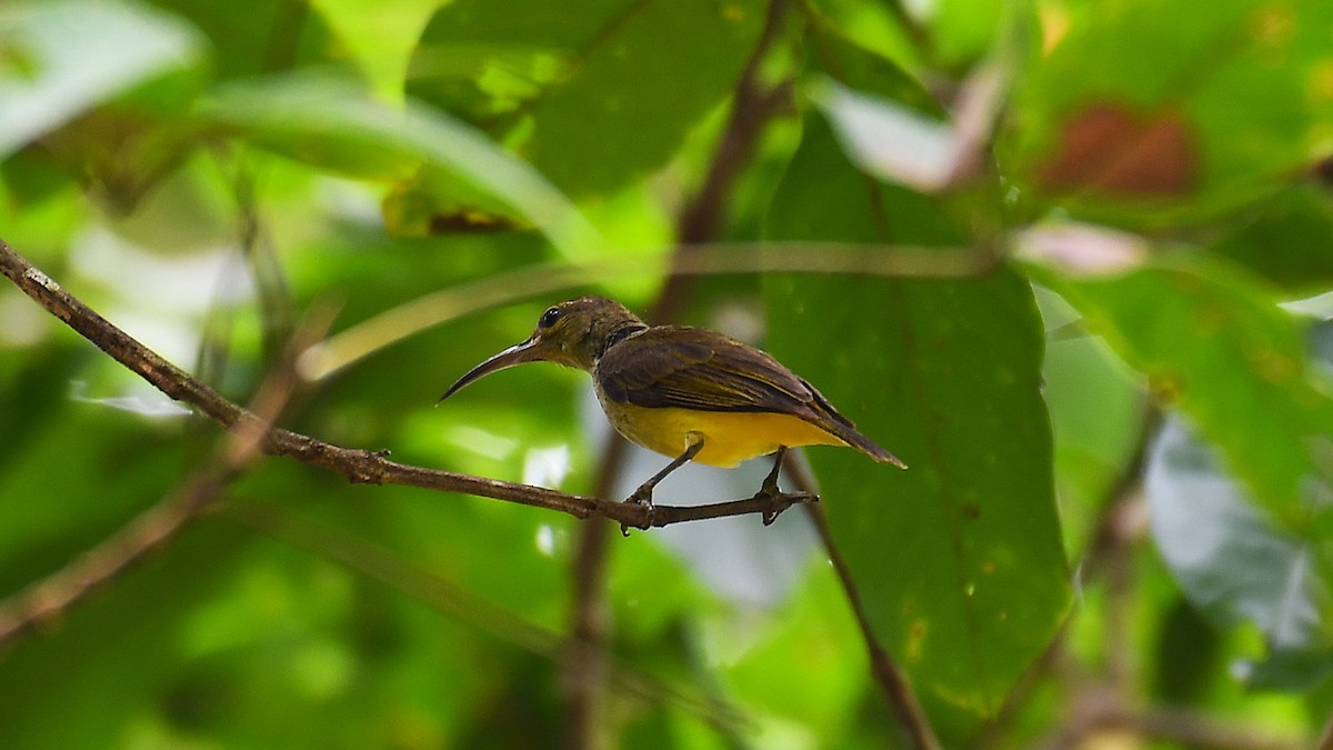Thick-billed Spiderhunter - ML636805495