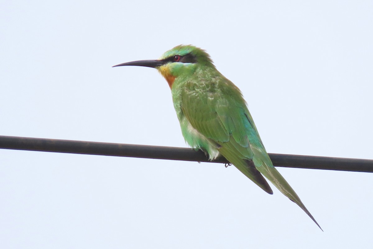 Blue-cheeked Bee-eater - ML636805499
