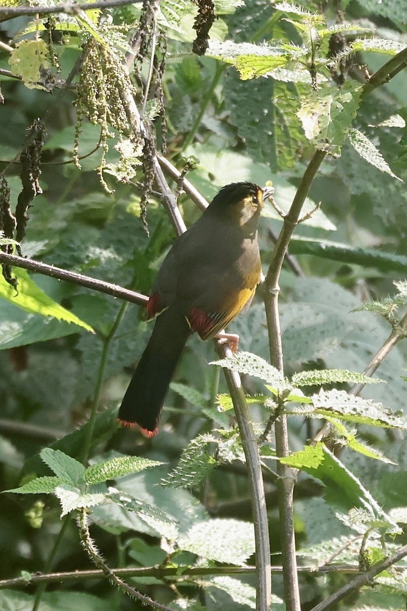 Bugun Liocichla - ML636805614