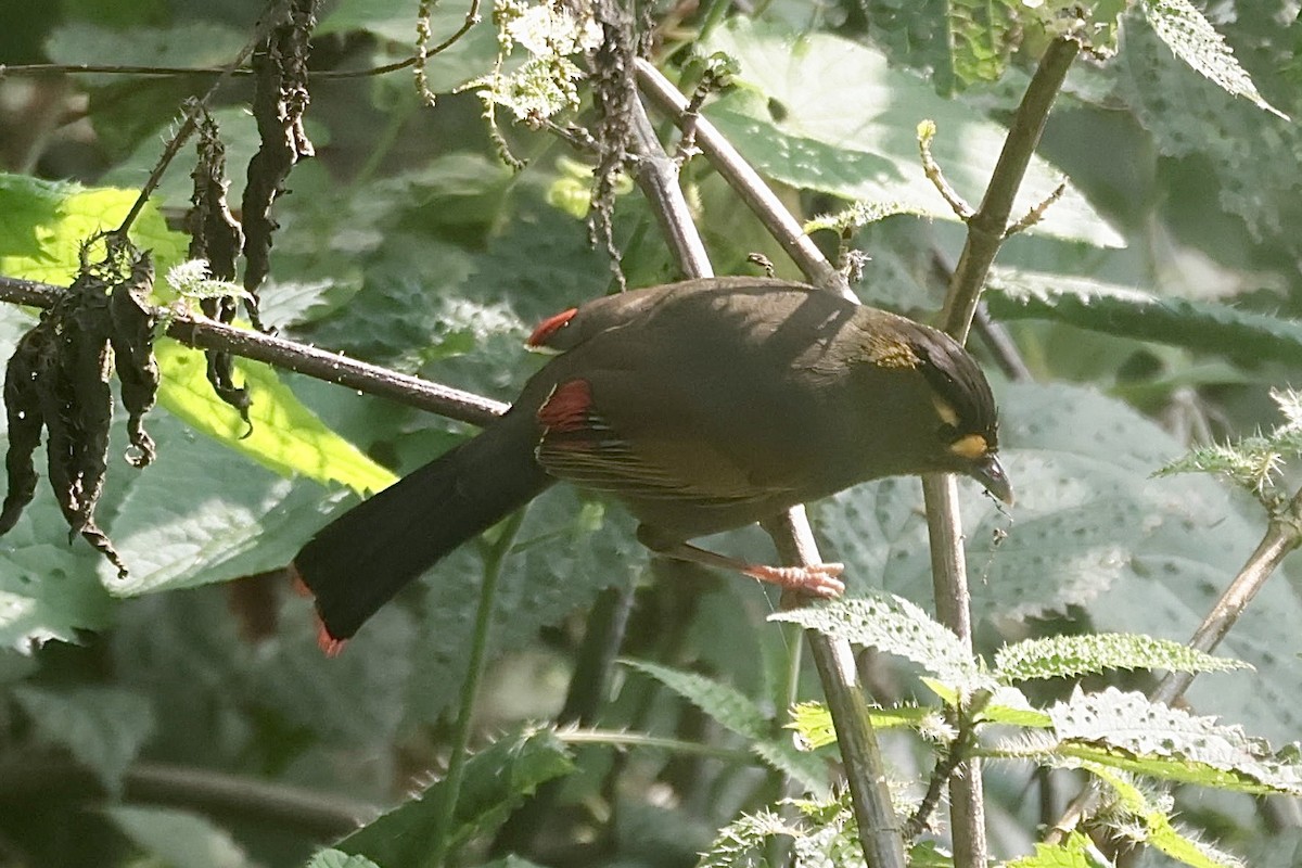 Bugun Liocichla - ML636805615