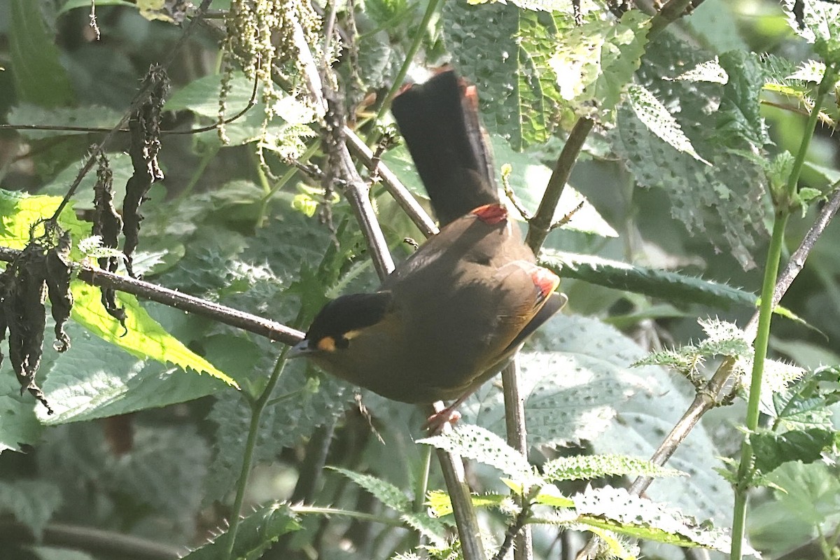 Bugun Liocichla - ML636805616