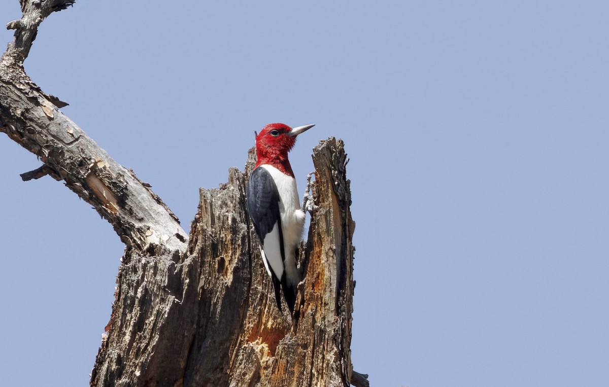 Red-headed Woodpecker - ML636805618