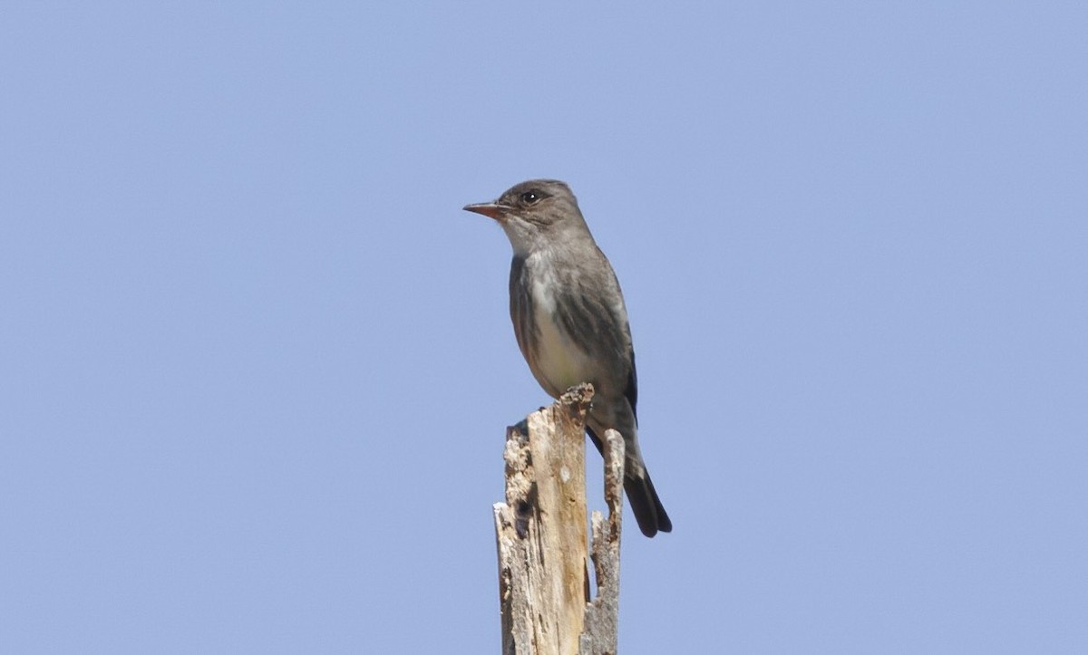 tyranovec severský - ML636805625