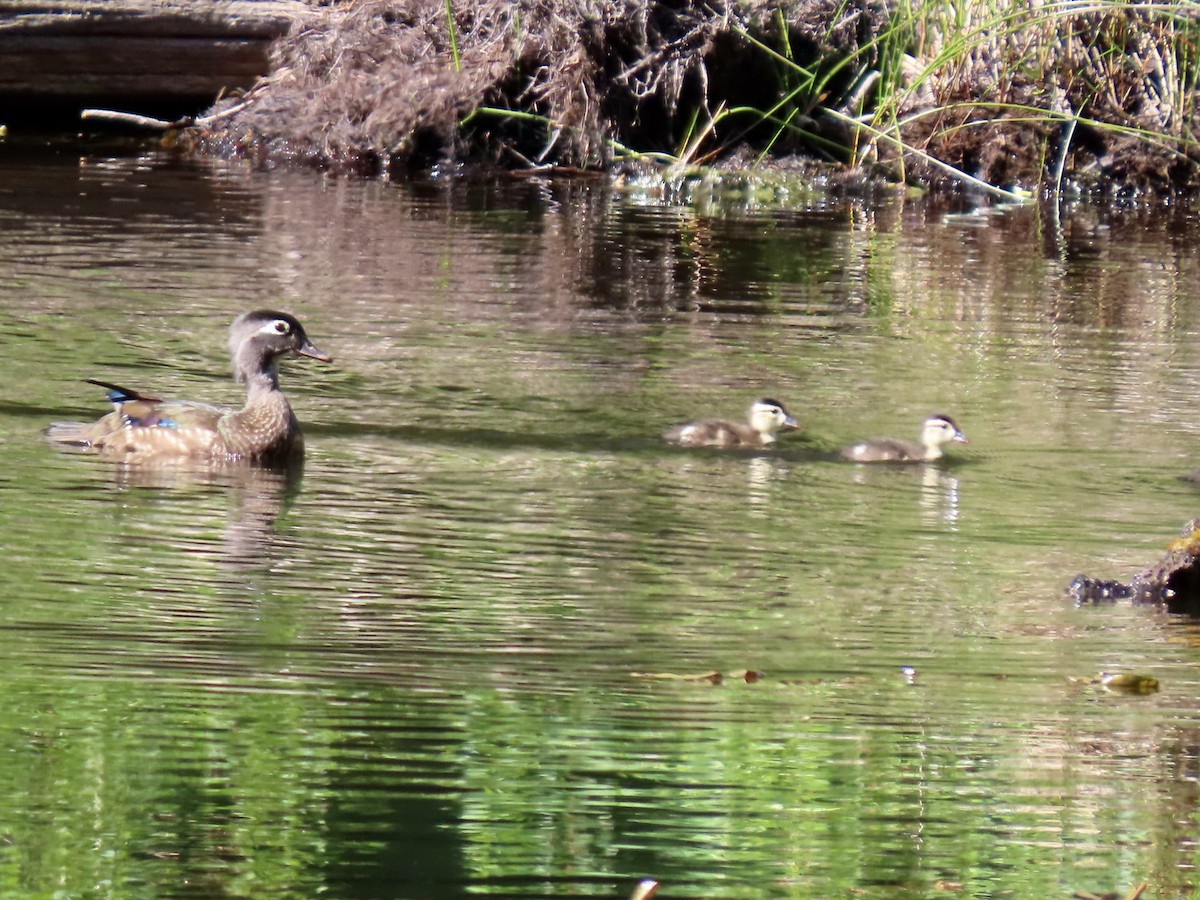 Wood Duck - ML636805643