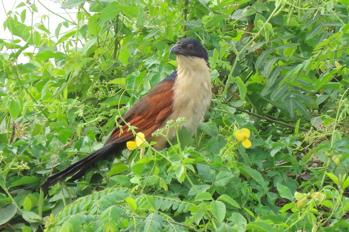 Blue-headed Coucal - ML636805646