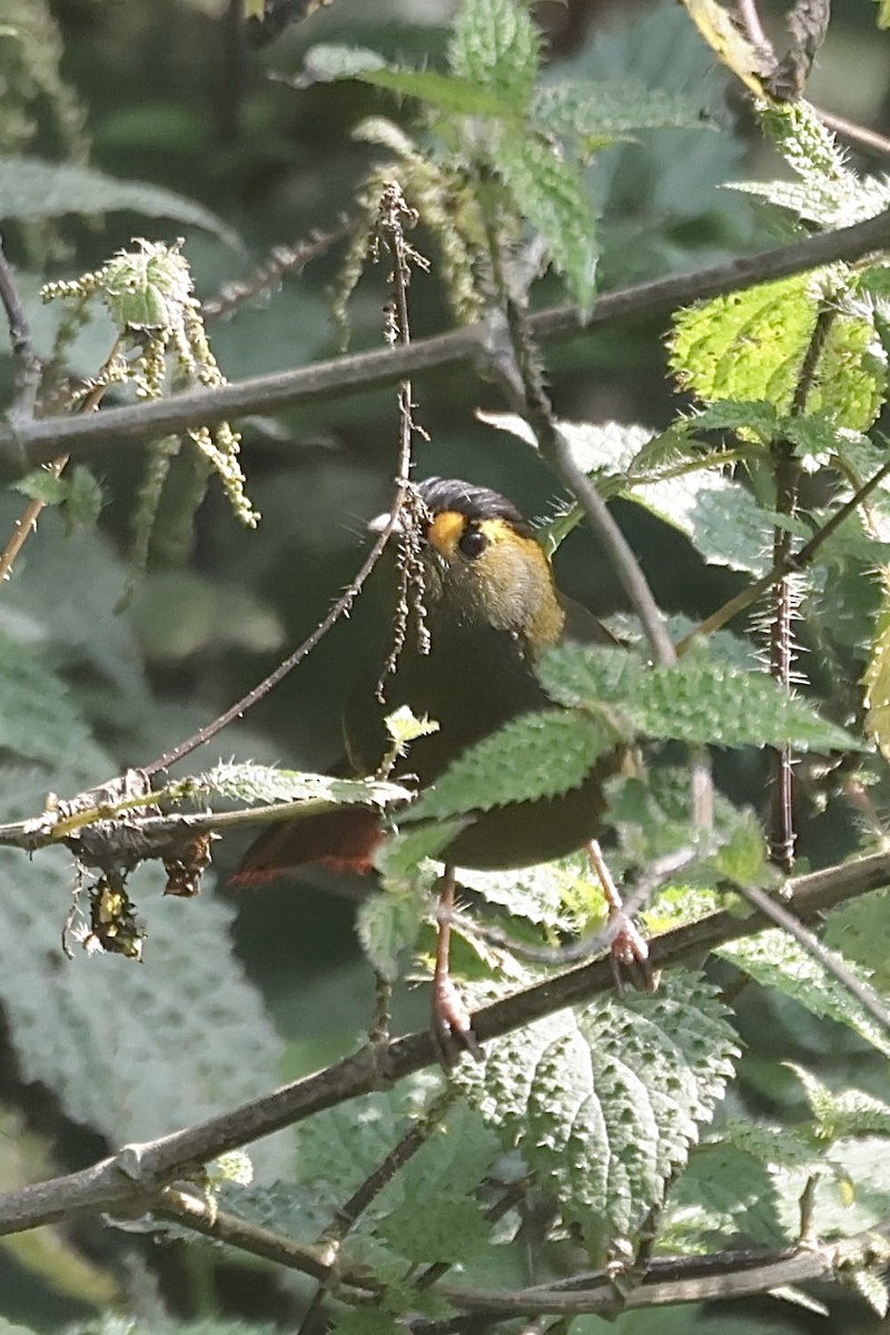 Bugun Liocichla - ML636805667