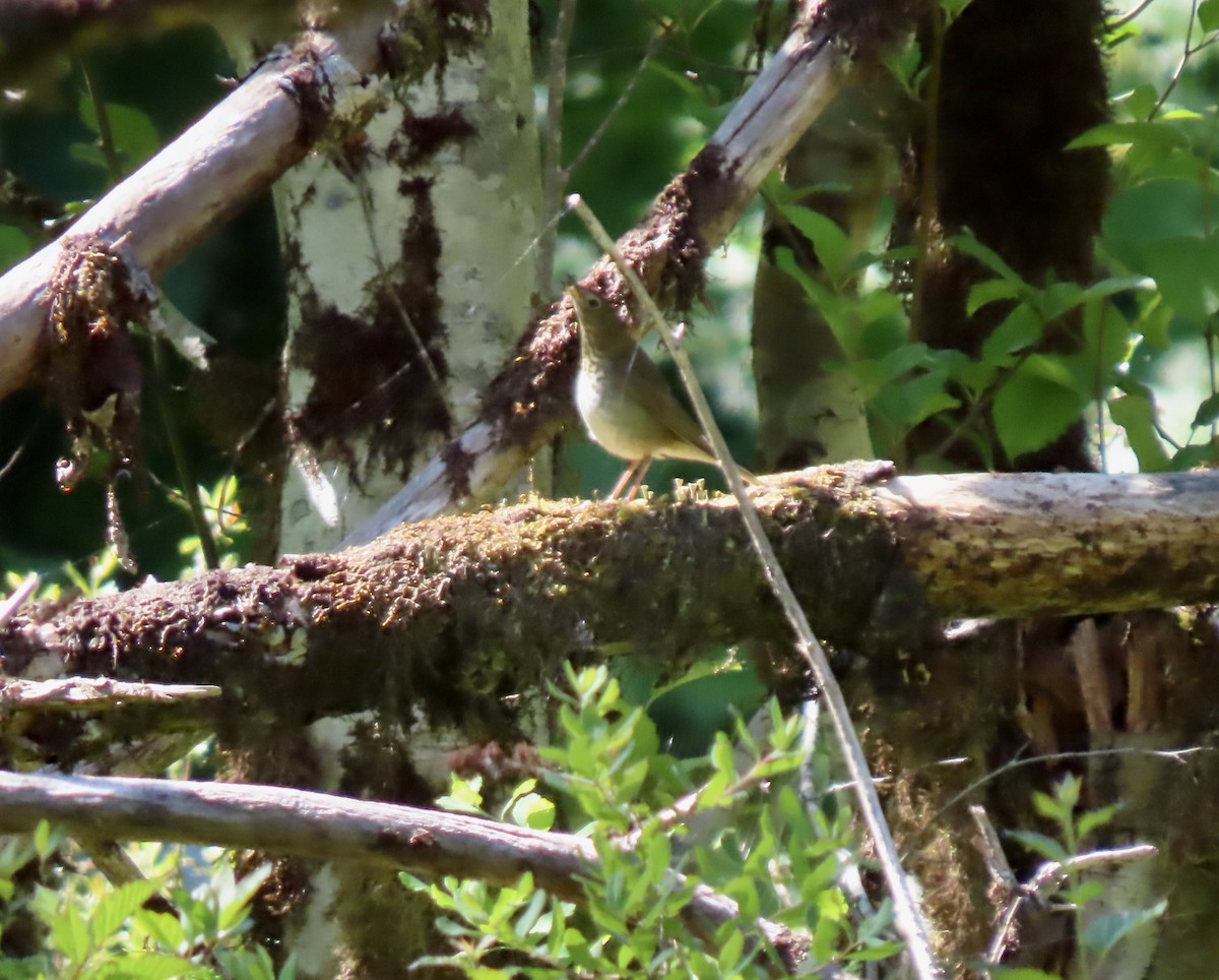 Swainson's Thrush - ML636805684