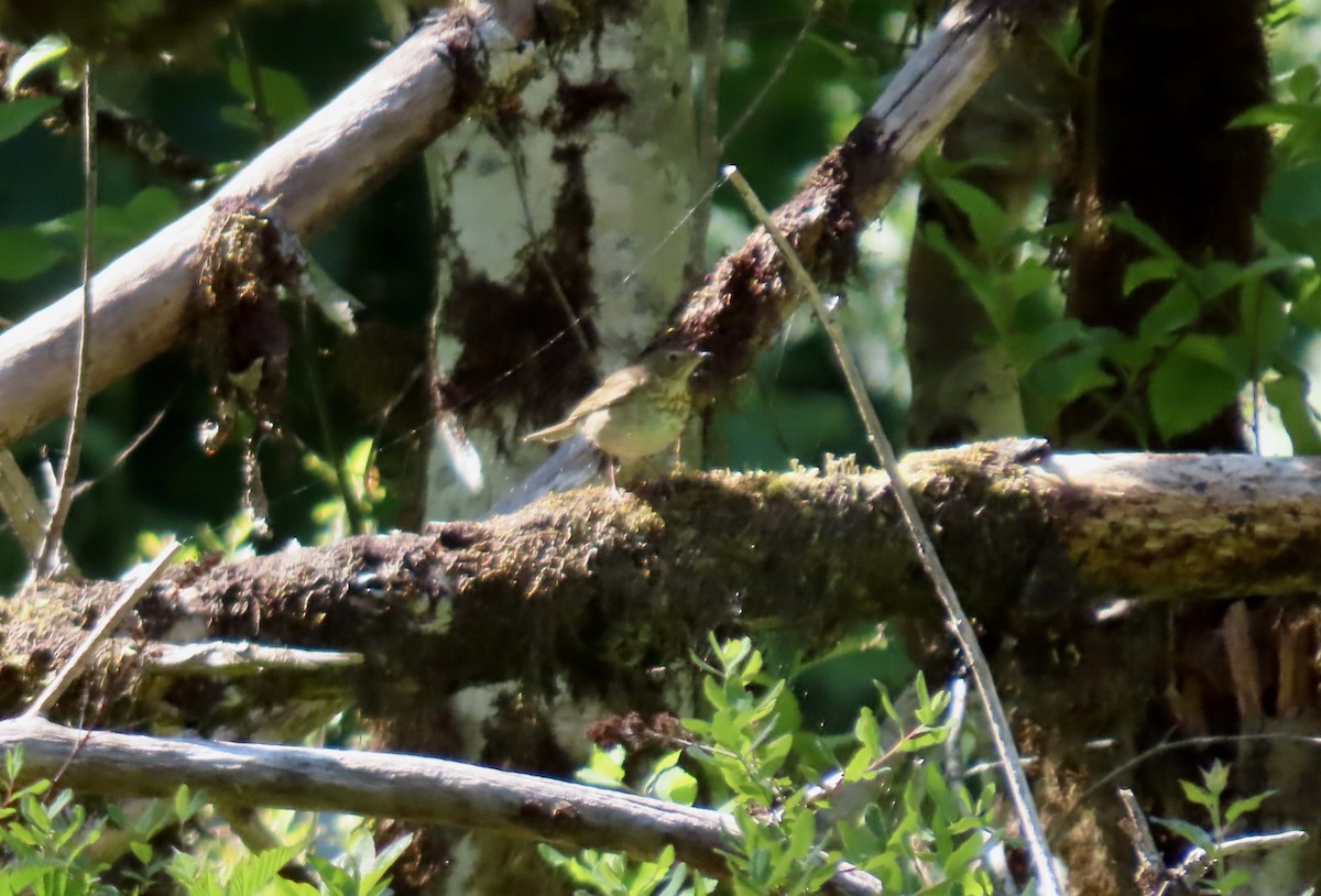 Swainson's Thrush - ML636805685