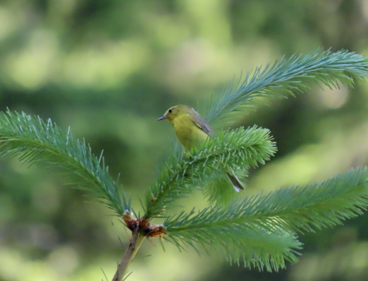 Orange-crowned Warbler - ML636805697