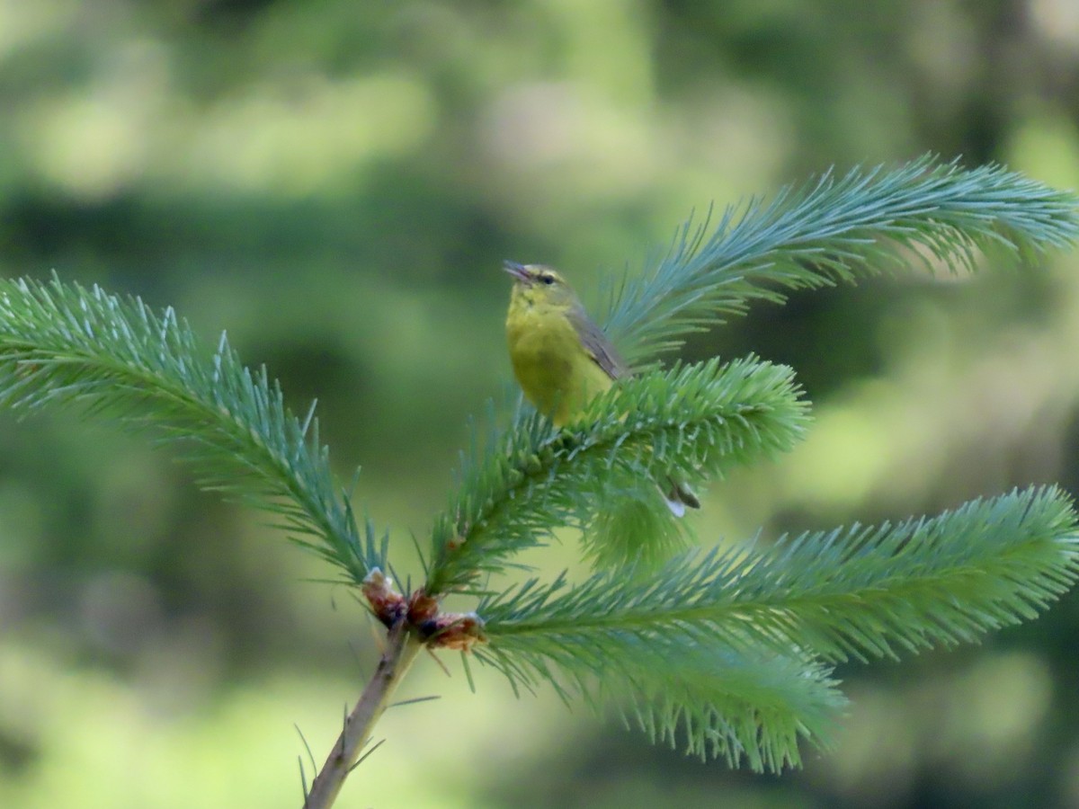Orange-crowned Warbler - ML636805699