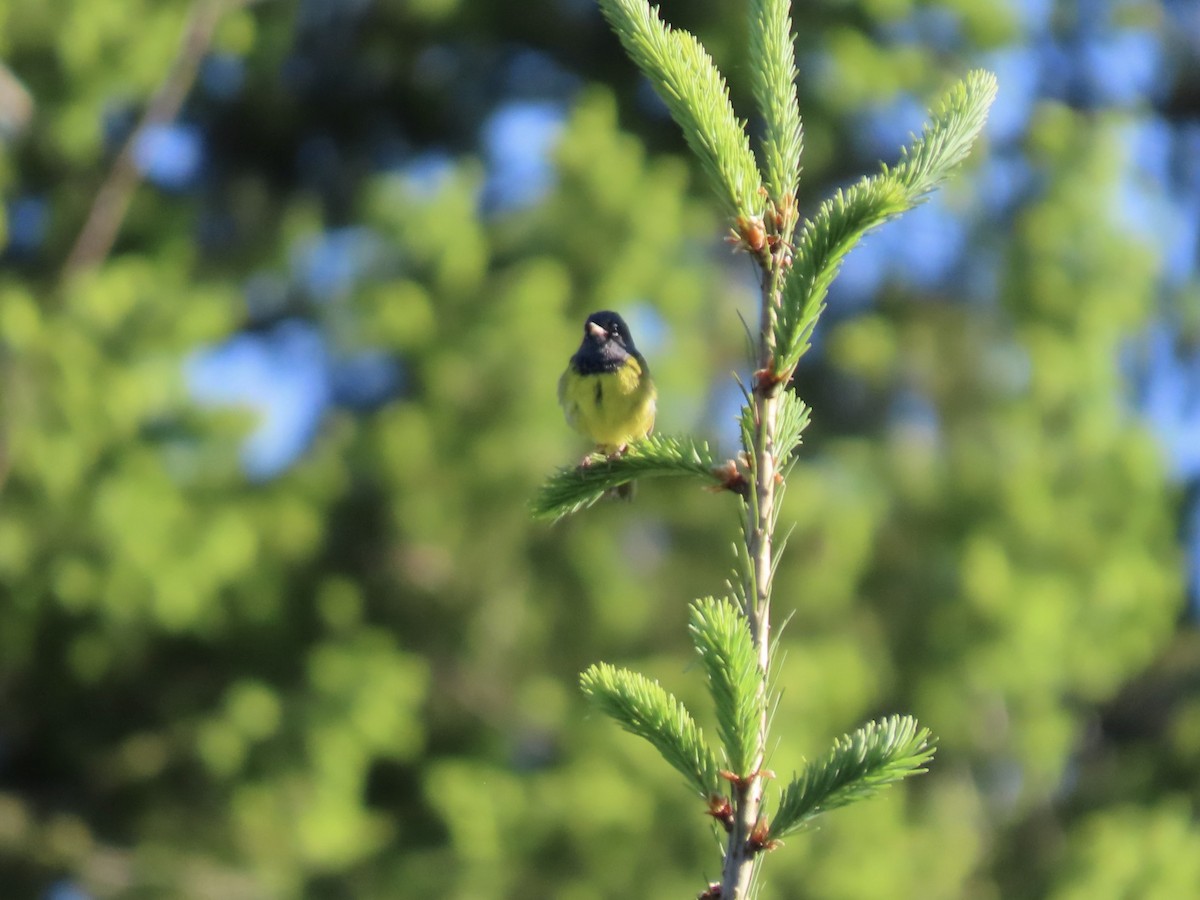 MacGillivray's Warbler - ML636805709