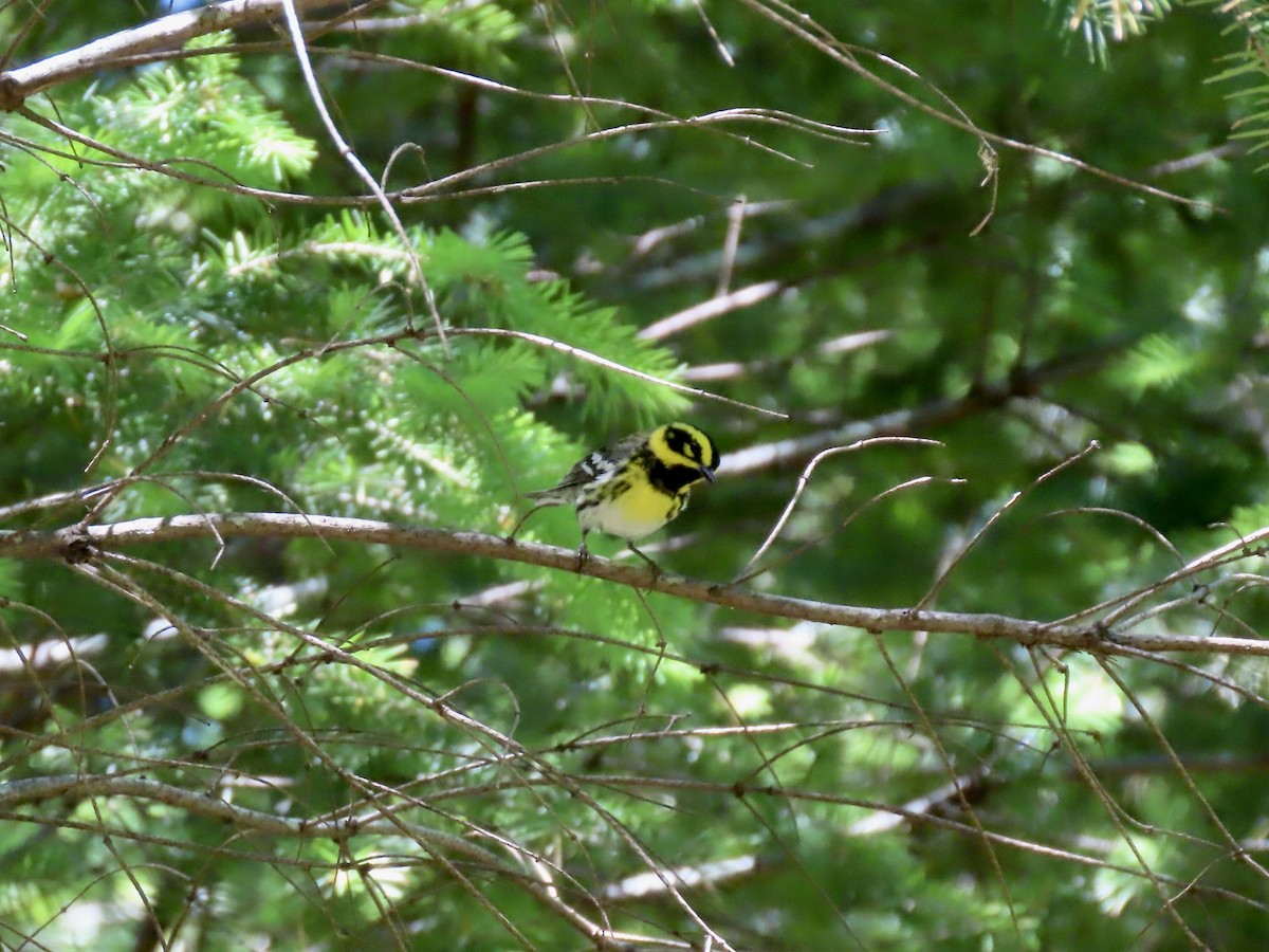 Townsend's Warbler - ML636805721