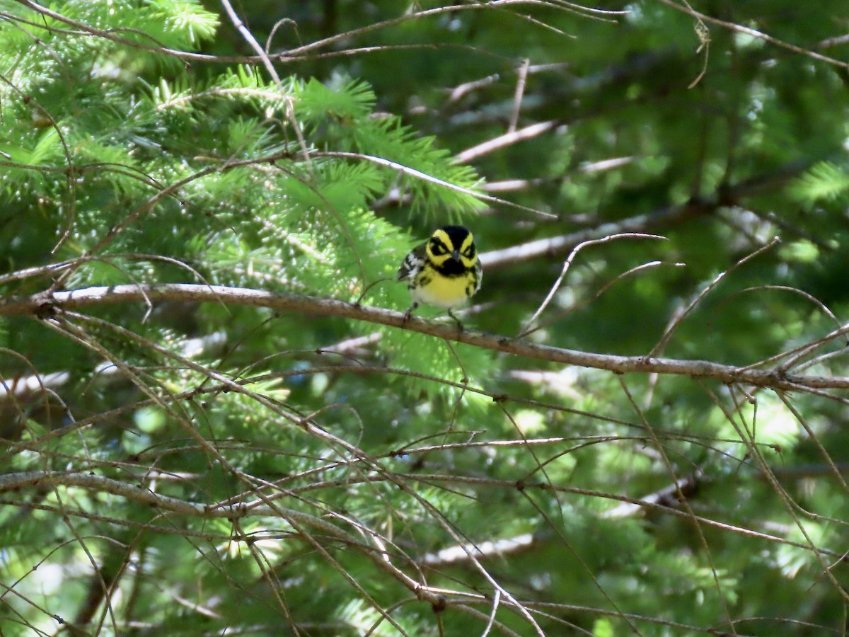 Townsend's Warbler - ML636805722