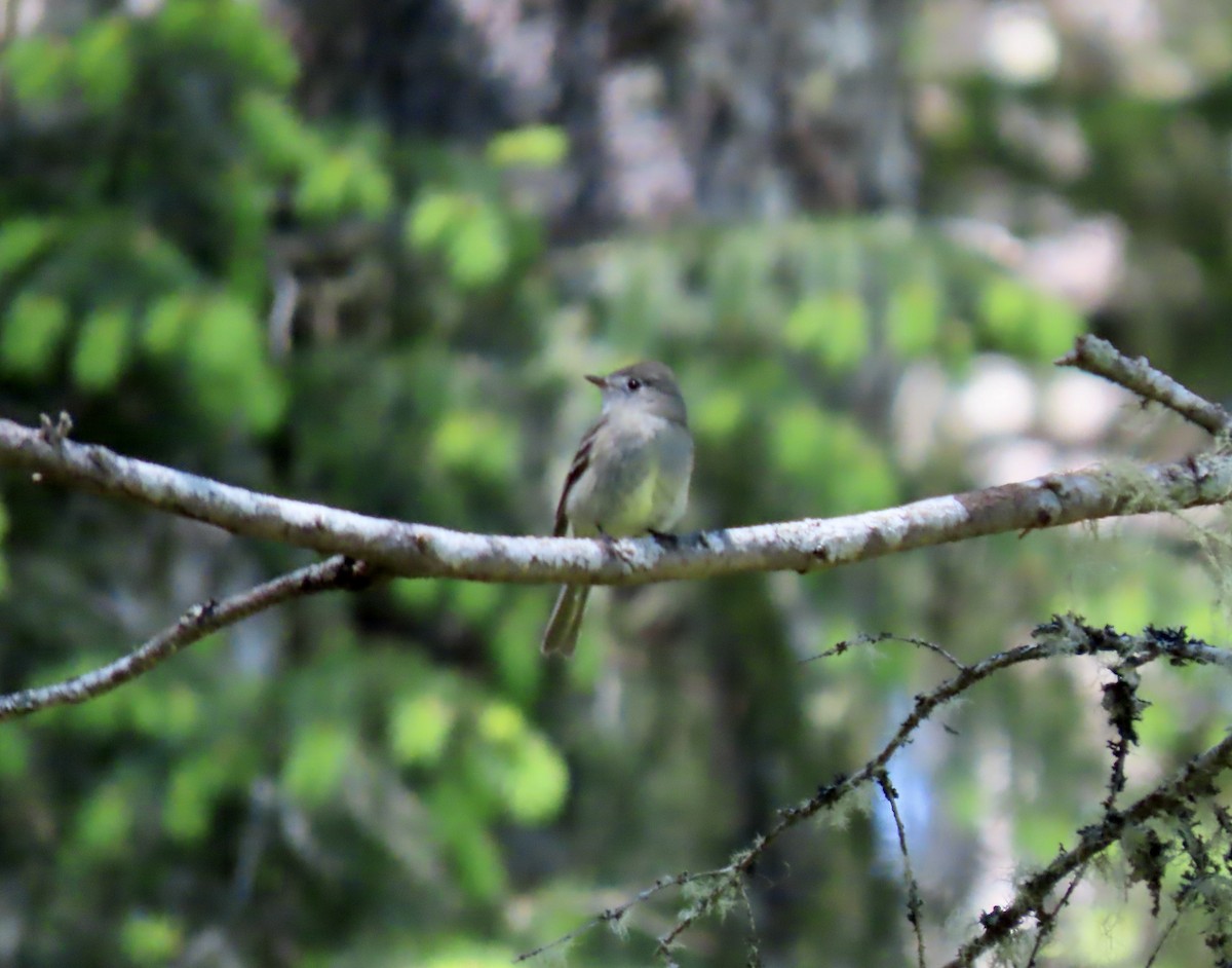 Hammond's Flycatcher - ML636805767