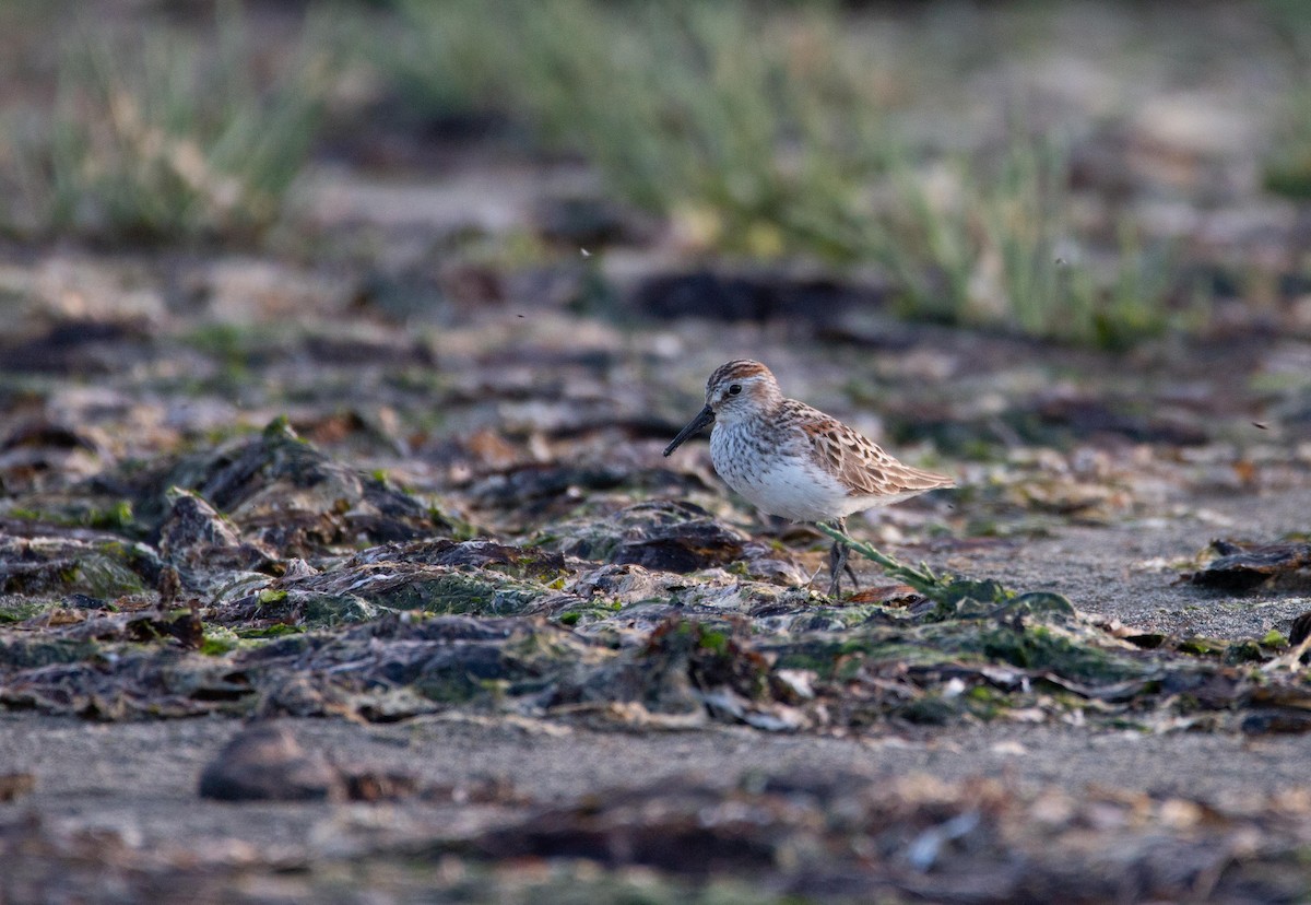 Bergstrandläufer - ML636805825