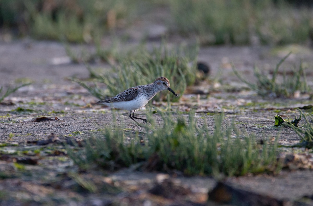 Bergstrandläufer - ML636805826