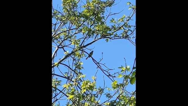Great Crested Flycatcher - ML636805858
