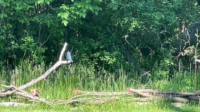 Blue Jay - ML636805884