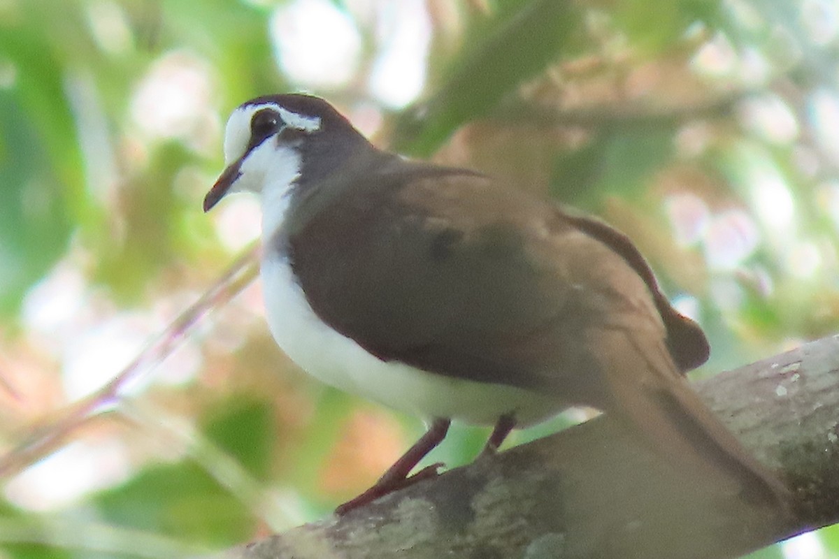 Tambourine Dove - ML636805889