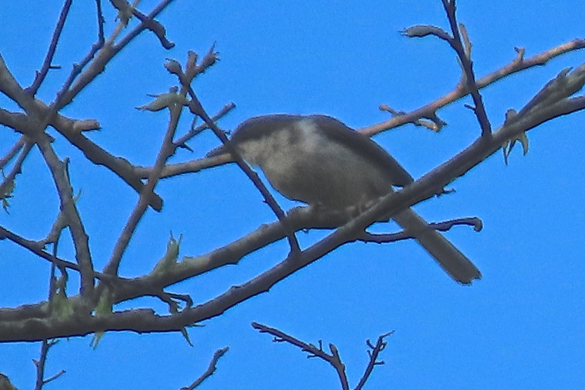 Buff-throated Apalis - ML636805937