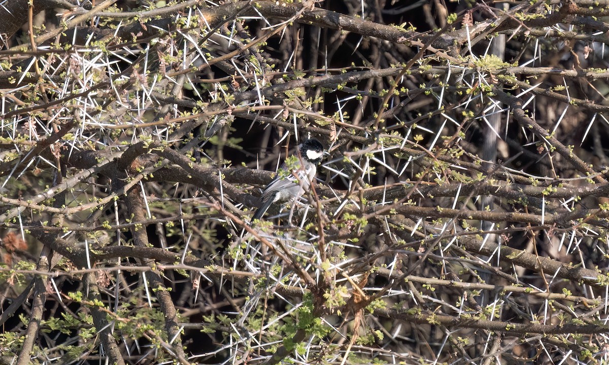 Somali Tit - ML636805958