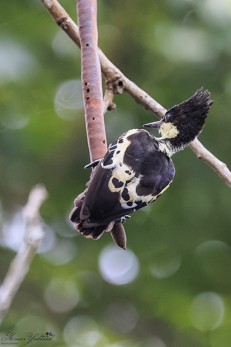 Heart-spotted Woodpecker - ML636806009