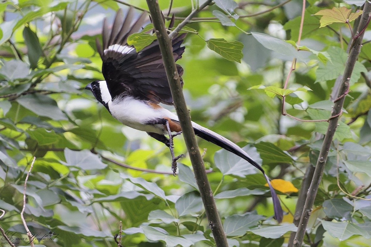 White-bellied Treepie - ML636806045