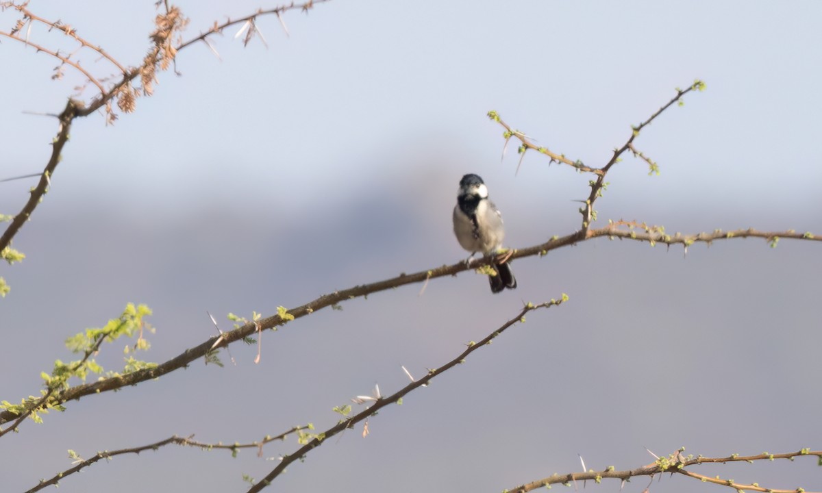 Somali Tit - ML636806092