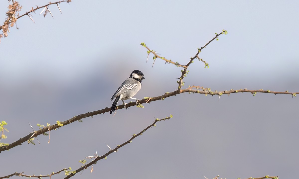 Somali Tit - ML636806093