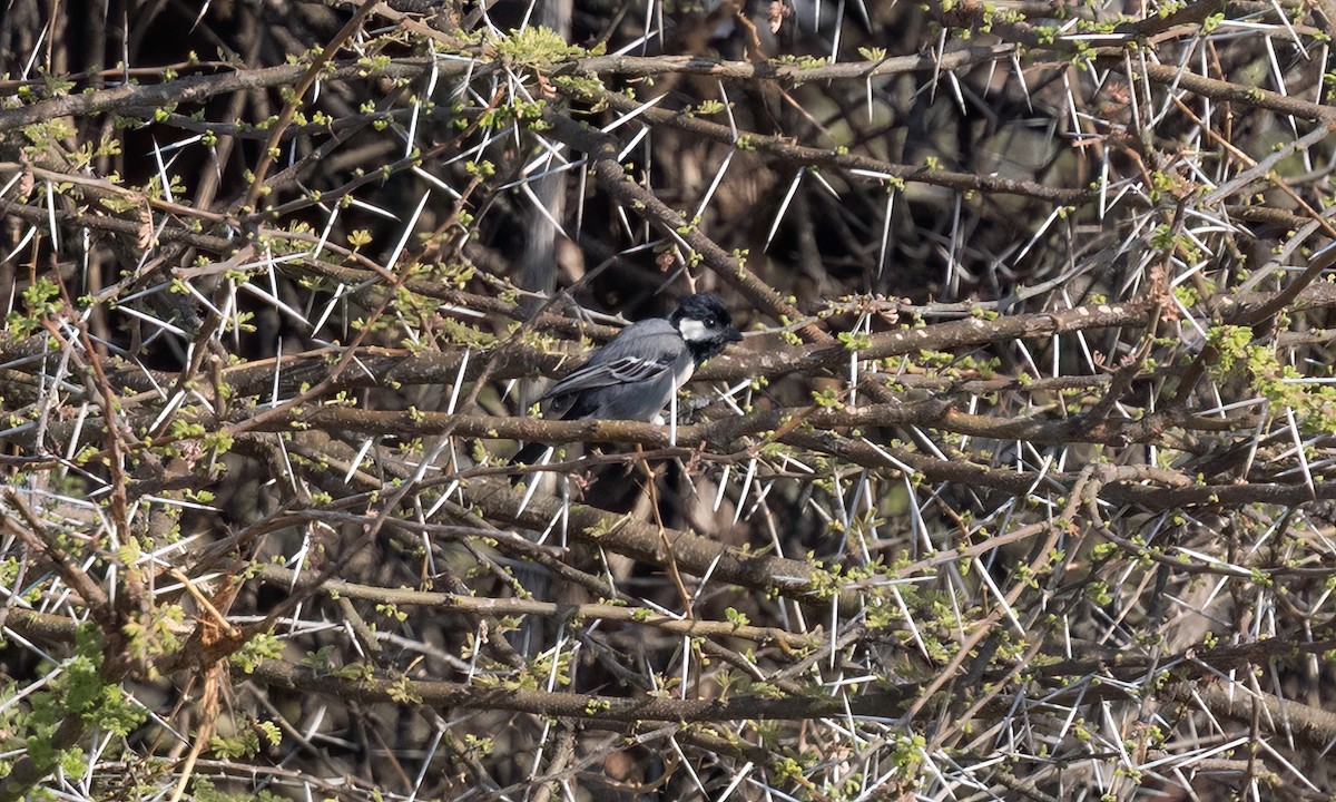 Somali Tit - ML636806095